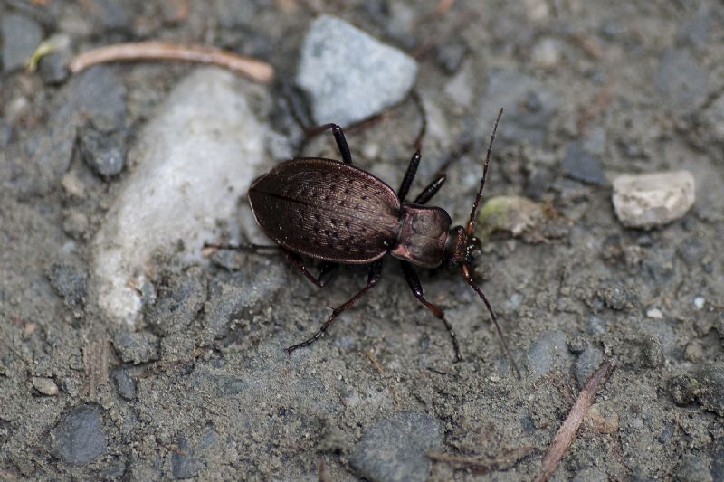 Carabus (Orinocarabus) linnei, Carabidae